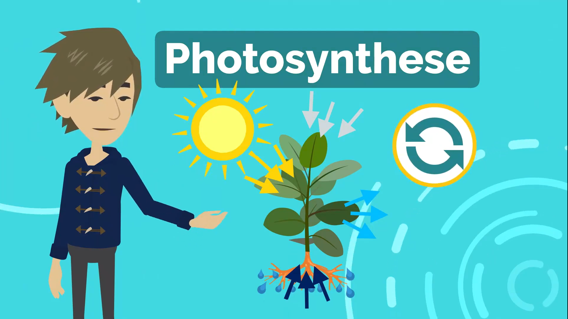 Erklärvideo: Fotosynthese