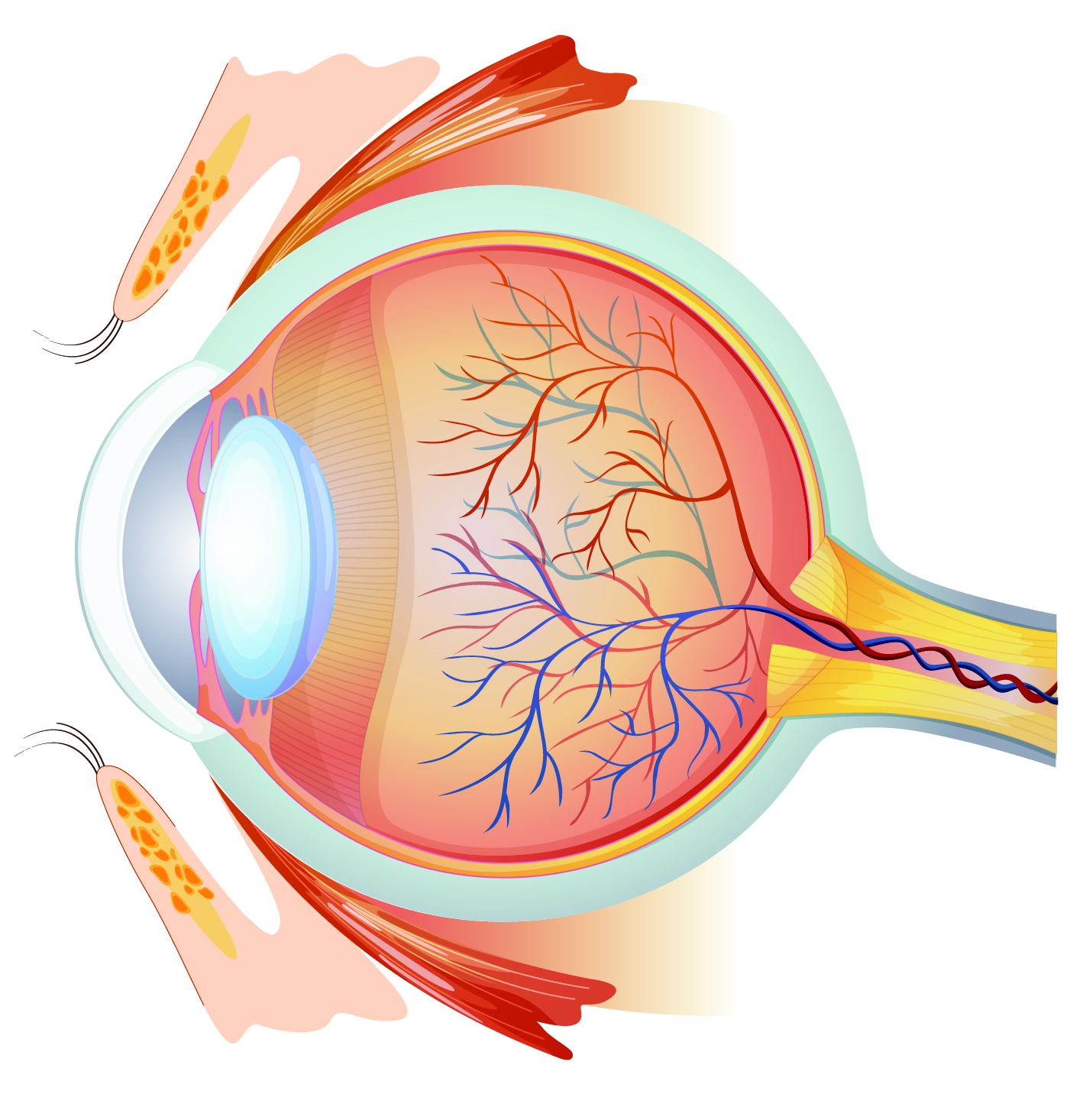 Grafik: Sinnesorgan – Auge