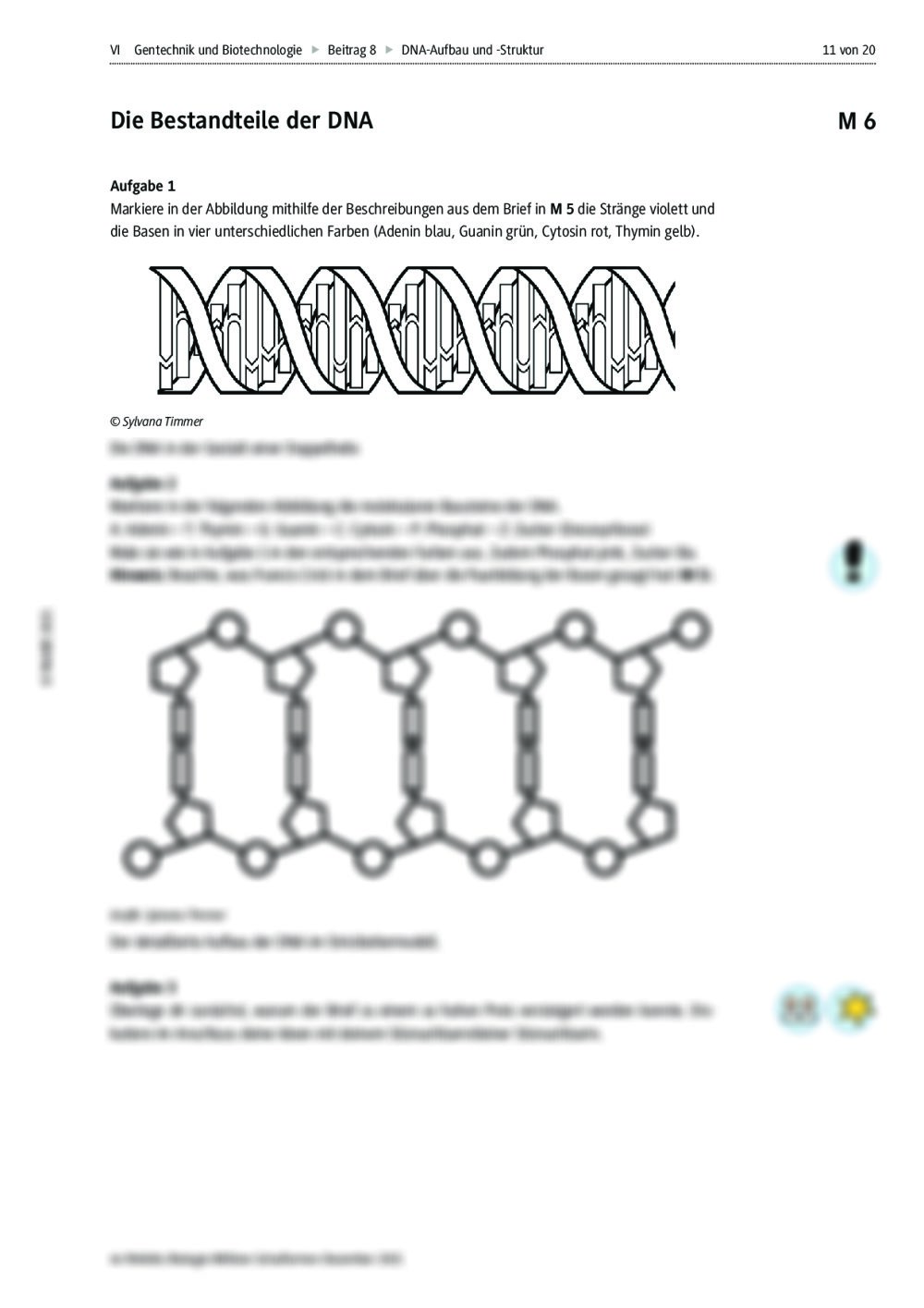 DNA-Aufbau Und -Struktur | RAAbits Online