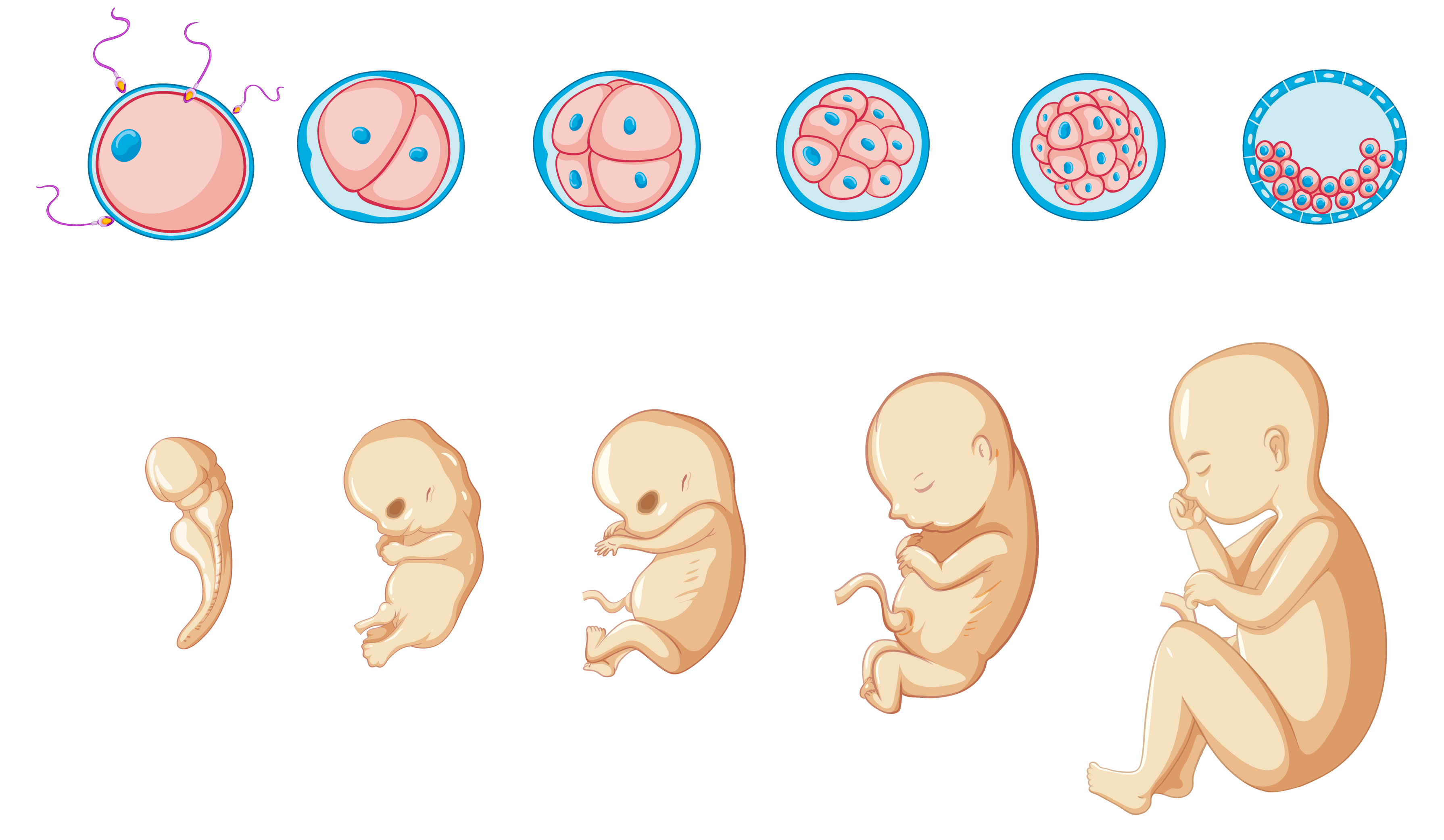 Grafik: Embryonalentwicklung
