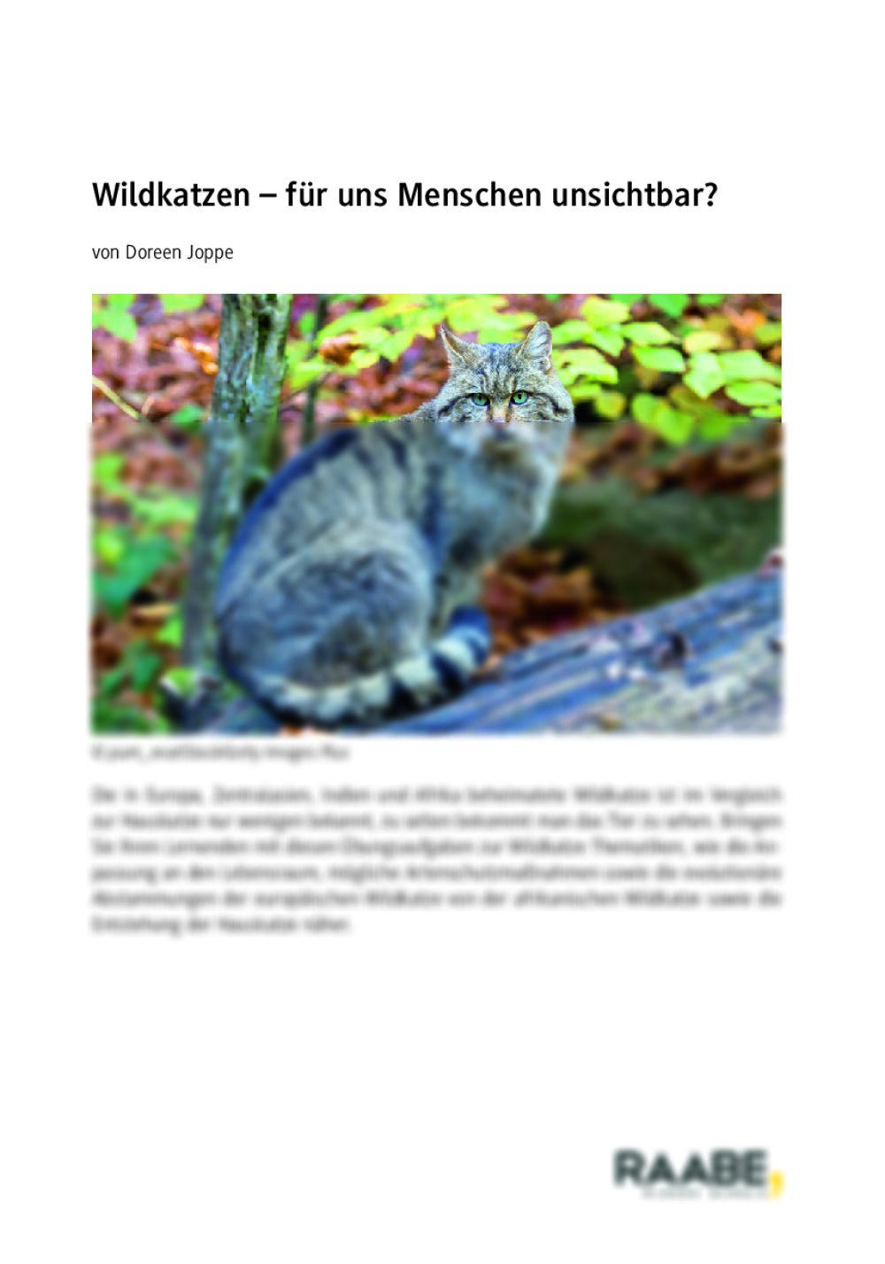 Wildkatzen - Seite 1