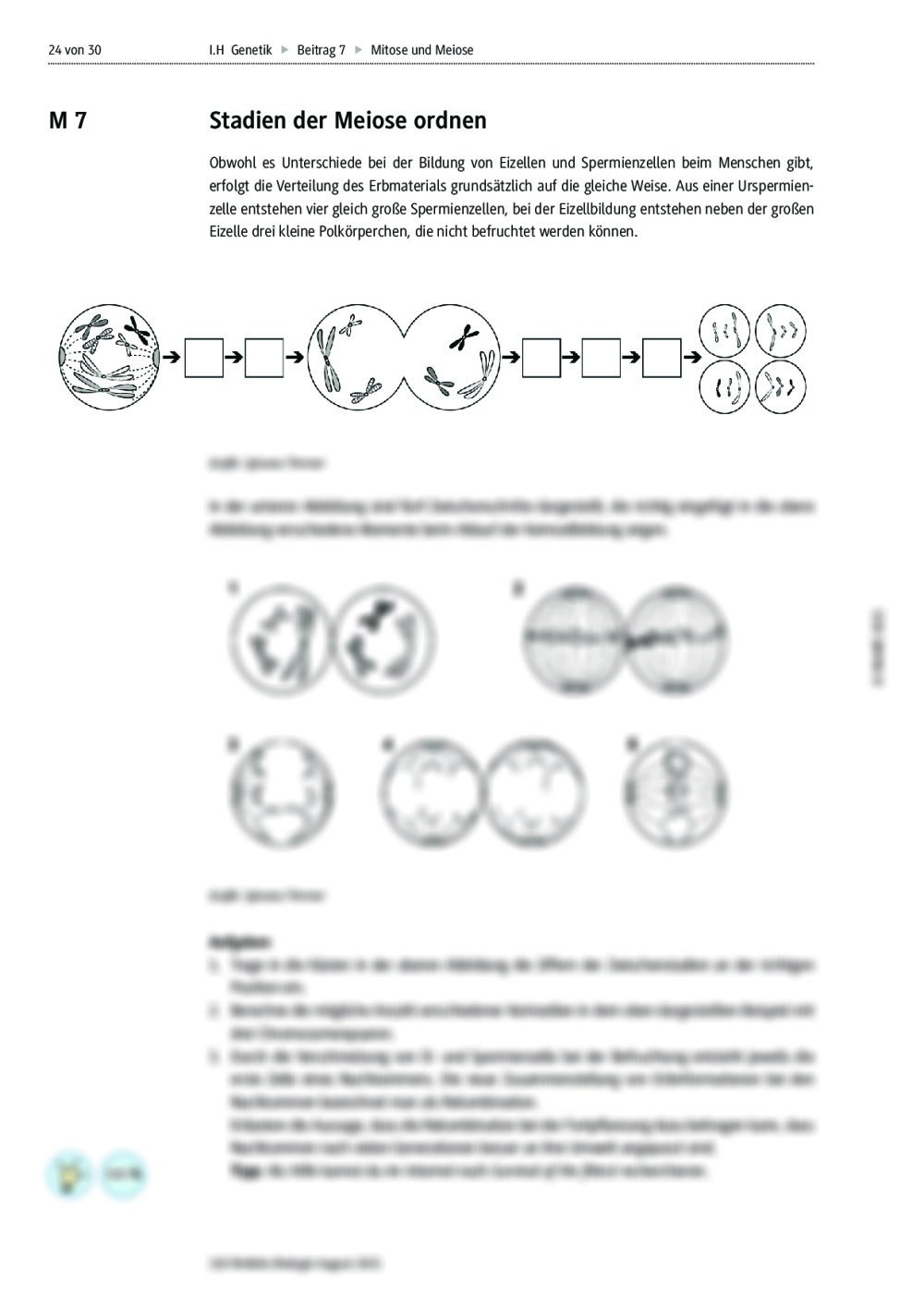 Mitose Und Meiose | RAAbits Online