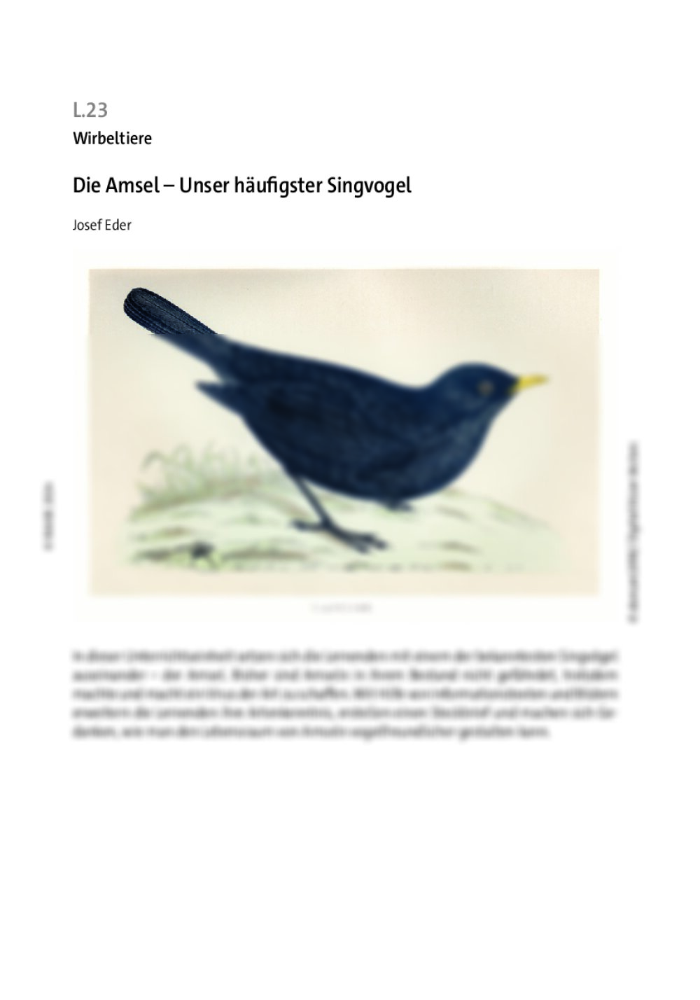 Die Amsel - Seite 1