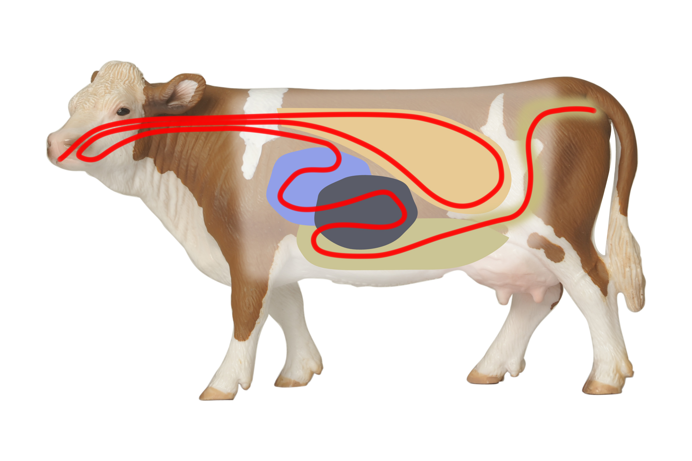 Grafik: Verdauung des Rindes