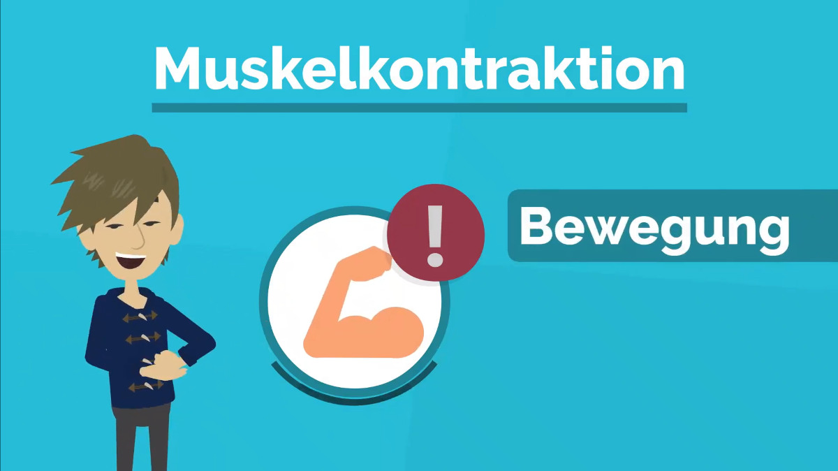 Erklärvideo: Muskelkontraktion