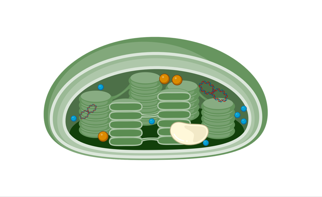 Grafik: Chloroplast – Aufbau