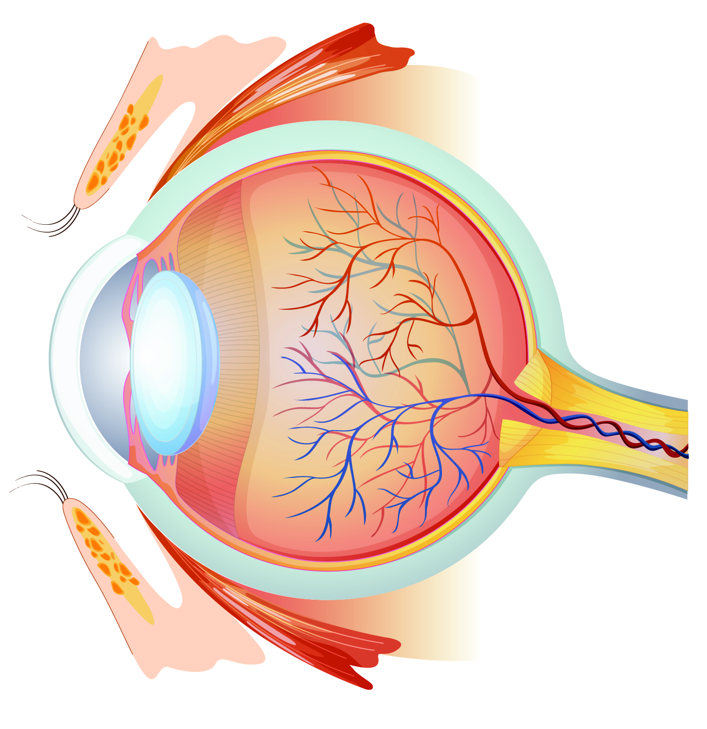 Grafik: Auge – Aufbau